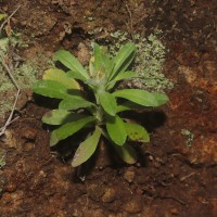 Gamochaeta pensylvanica (Willd.) Cabrera